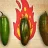 JalapenoFire